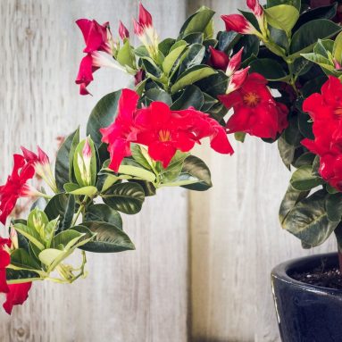 12 прекрасных комнатных цветов из семян