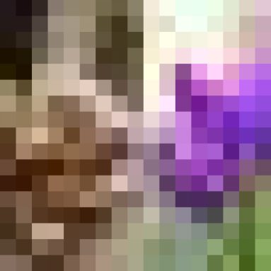 Виктория крокус — правила посадки и ухода за растением