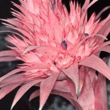 Эхмея: яркая красавица с необычными цветами