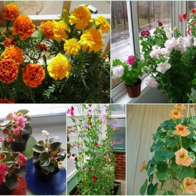 10 съедобных цветов, которые можно вырастить в своем мини-саду дома