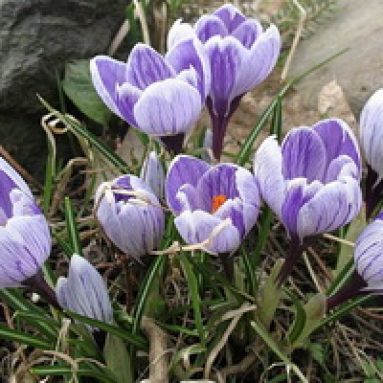 Первоцветы крокусы: фото, посадка и уход в открытом грунте