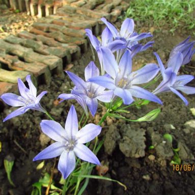 Бродиэя кон фабиола — посадка и уход за утончённым цветком в вашем саду