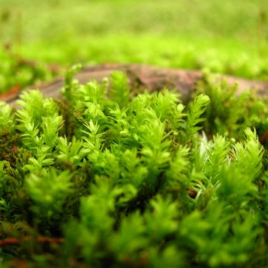 Мох на садовом участке: почему растет сорняк и как от него избавиться