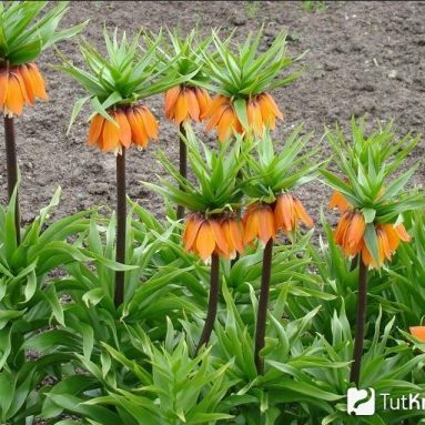 Цветок рябчик императорский: сорта, фото, особенности посадки и ухода