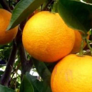 Выращиваем апельсины дома и в открытом грунте