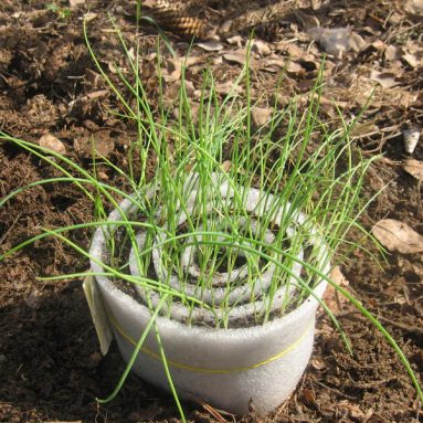 Метод выращивания рассады в улитках