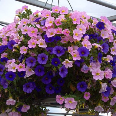 Калибрахоа: выращивание из семян, уход и фото