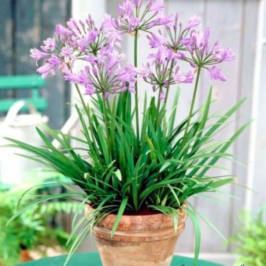 Как вырастит теплолюбивый агапантус в саду и дома