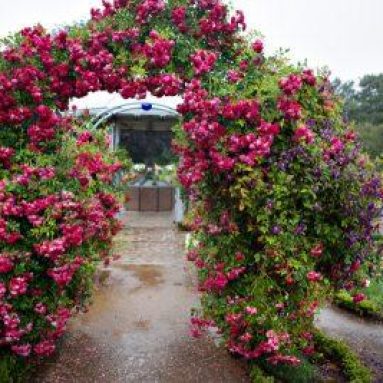 Зимостойкие сорта плетистых роз, цветущие все лето