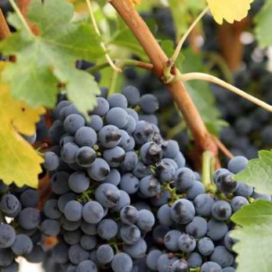 Обрезка винограда осенью: инструкции со схемами и картинками для начинающих