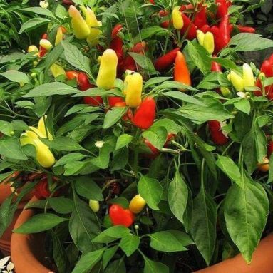 Домашний огород: какие овощи и ягоды можно вырастить на балконе