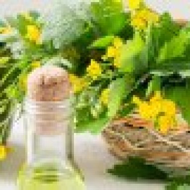 Чистотел: полезные свойства, противопоказания, рецепты