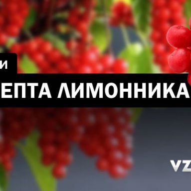 Дальневосточный лимонник: инструкция по применению настойки