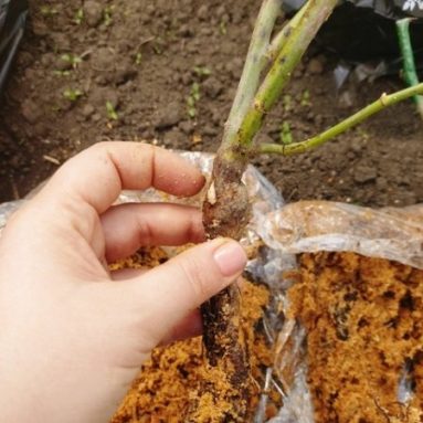 Когда сажать розы весной и как это сделать