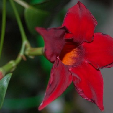 Дипладения: пёстрый акцент на подоконнике и в саду