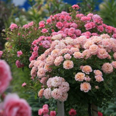 Розы в саду: оформление розария своими руками