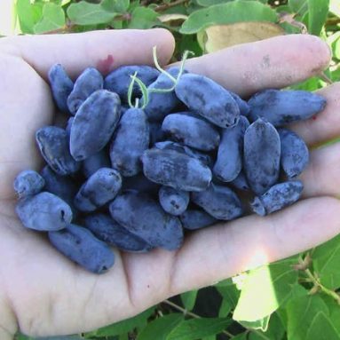 Жимолость — что это такое, полезные свойства, посадка и уход [2019]