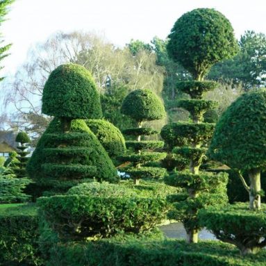 Секреты садового парикмахера [нюансы стрижки растений]