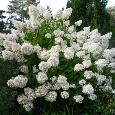 Выращивание гортензии метельчатой грандифлора
