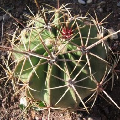 Ферокактусы — гости из Америки: колючие, цветущие и прекрасные