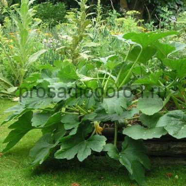 8 растений, которые любят тень