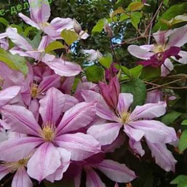 Описание сортов клематиса, фото цветков для Подмосковья