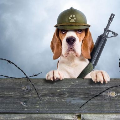 ТОП-10 надежных пород собак для охраны дома и дачи