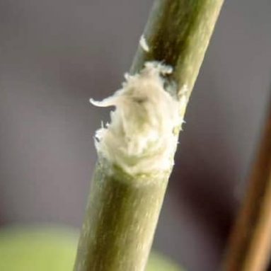 Что это такое цитокининовая паста