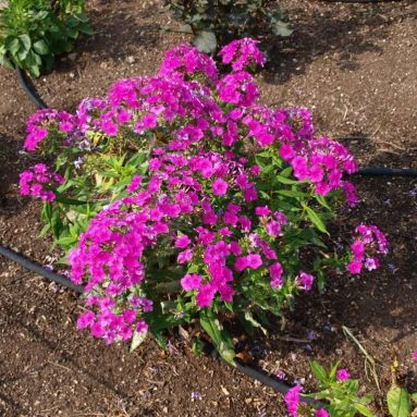 Многолетние флоксы: посадка и уход, размножение