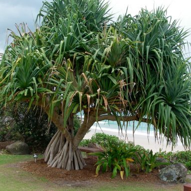 Уход за панданусом в домашних условиях: сорта, фото