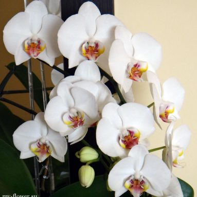 Белая орхидея: фото и описание