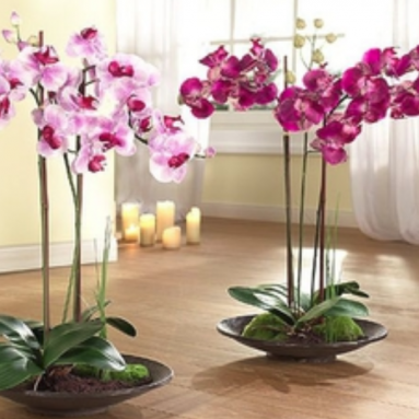 Можно ли во время цветения пересаживать орхидею?