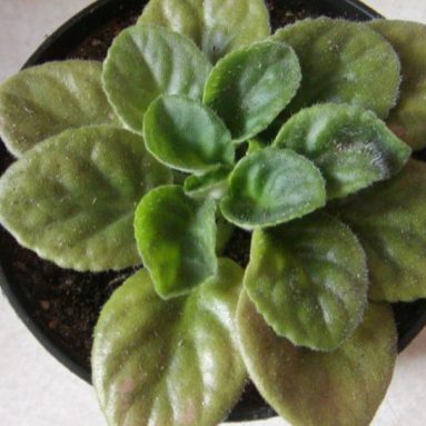 Почему не цветут фиалки, а вместо этого растут только листья