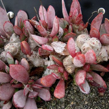 Как вырастить в домашних условиях необычный цветок адромискус: инструкция для новичков