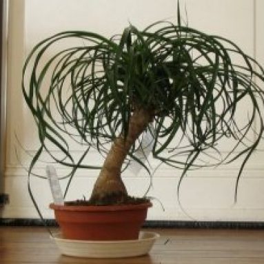 Нолина, или бутылочное дерево: как вырастить пальму у себя в квартире