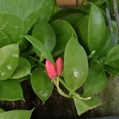 Дисхидия: сорта с фото, особенности выращивания