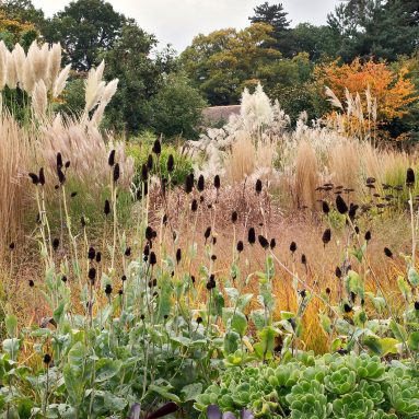 Самый сухой сад в мире! Не поверишь, пока не увидишь