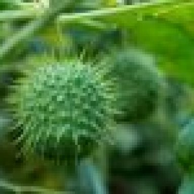 Растение — бешеный огурец и его фото