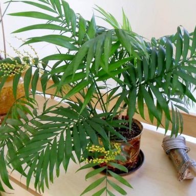 Разновидности и названия комнатных пальм, правила ухода