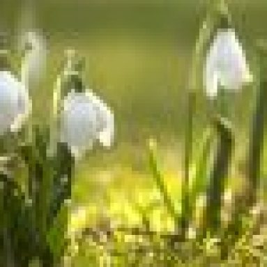 Как выглядит подснежник и фото цветов