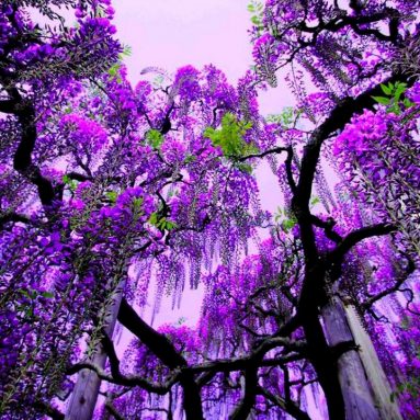 Лианы — отличный вариант для твоего сада