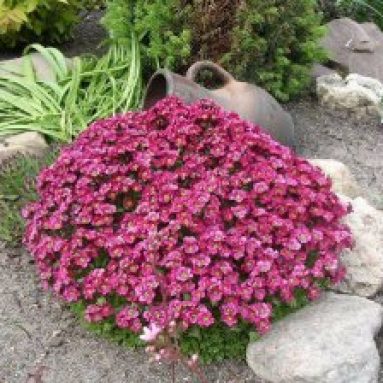 Мыльнянка (сапонария) лунная пыль — посадка и выращивание