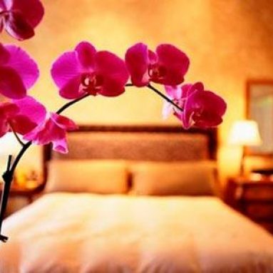 10 мест в вашей квартире, куда лучше не ставить цветы по фэншую