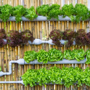 Оригинальные и практичные грядки для огорода [ТОП-20]