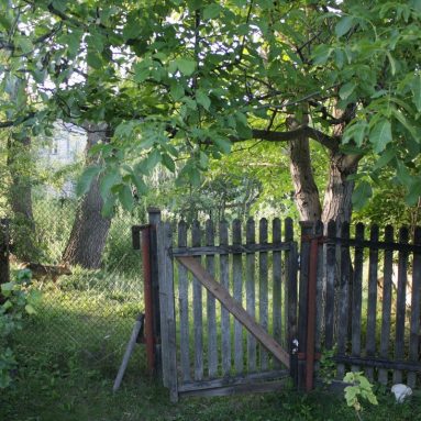 Срочная реанимация запущенного сада. Сестра, грабли!