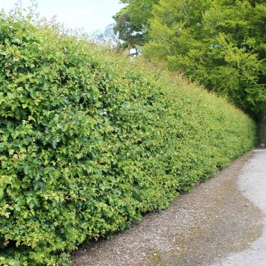 Кустарники для создания живой изгороди на даче