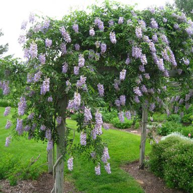 Многолетние вьющиеся растения для сада, способные плестись и цвести