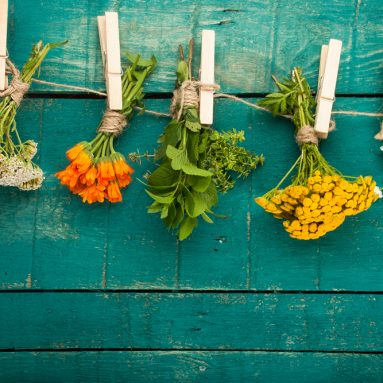 Выращиваем сад из пряных и лекарственных растений [примеры дизайна]