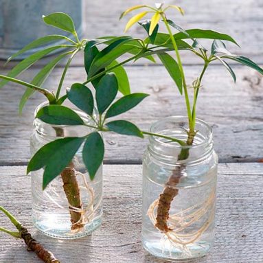 Эти растения легко вырастут в стакане с водой. ТОП-6
