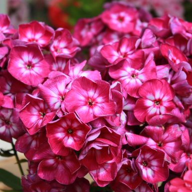 Выращивание из семян и посадка в открытый грунт цветов флоксов